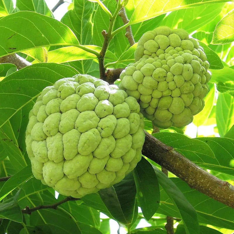 Exotic Annona Squamosa Seeds for Tropical Fruit Lovers