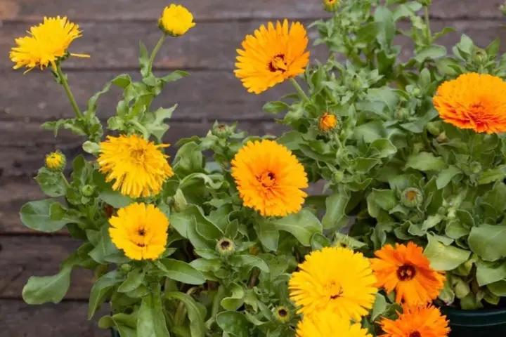Yellow Flower Pot Seeds for Planting - NON GMO Seeds Dhara Seeds