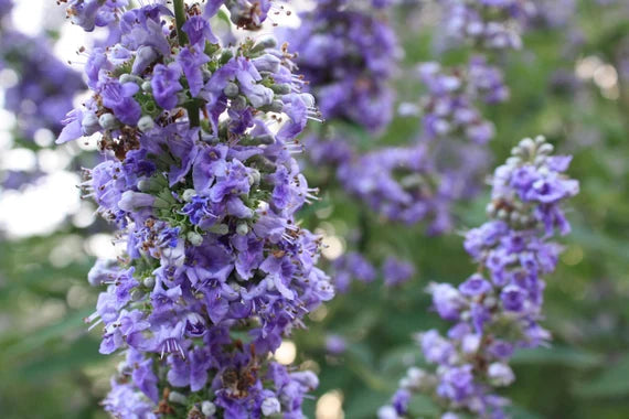 Purple Angus Castus Flower Seeds for Planting - 100