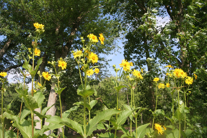 Yellow Silphium Perfoliatum Flower Seeds for Planting - 100