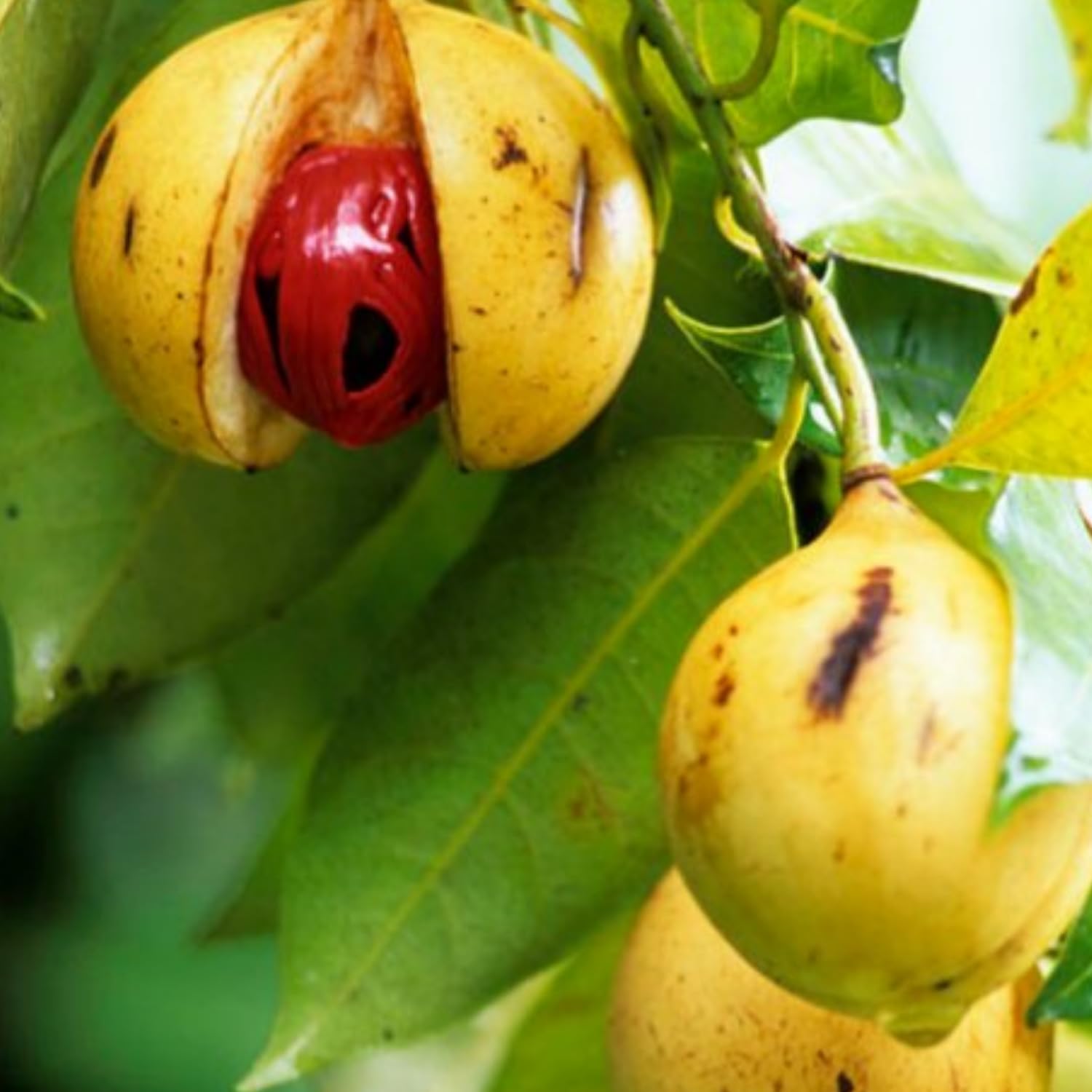 Nutmeg Myristica Seeds for Aromatic and Spicy Harvests