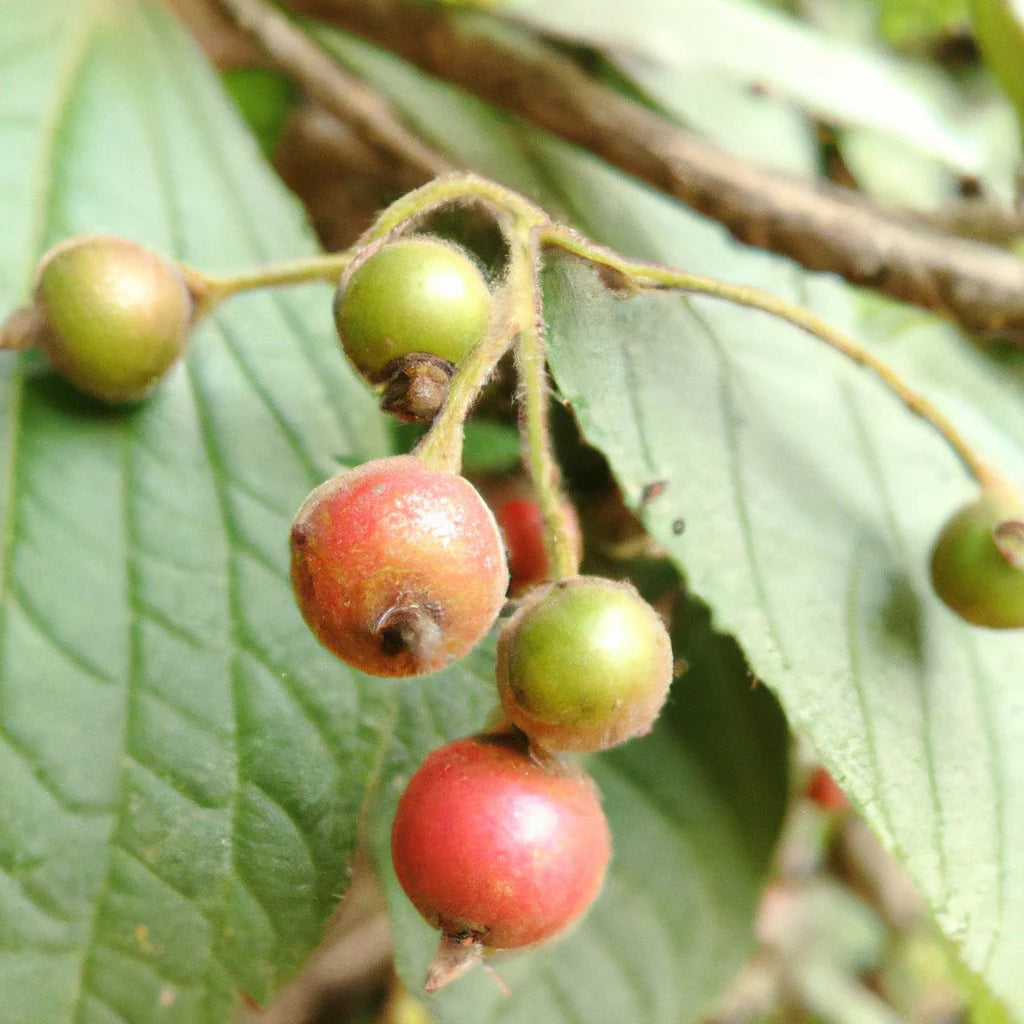 Muntingia Calabura Seeds for Planting - Unique Jamaica Cherry Fruits for Tropical Gardens
