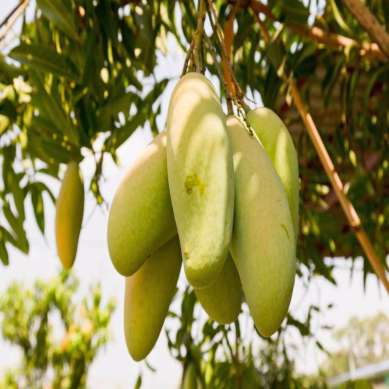 Totapuri Mango – Sweet, Juicy, and Refreshing Tropical Delight