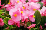 Heirloom Non-GMO Pink Begonia Flower Seeds for Planting – Shade-Loving Ornamental Seeds Dhara Seeds