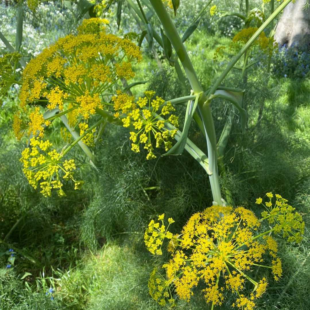 Fennel Flower Seeds for Planting - heirloom & Non-GMO Seeds Dhara Seeds
