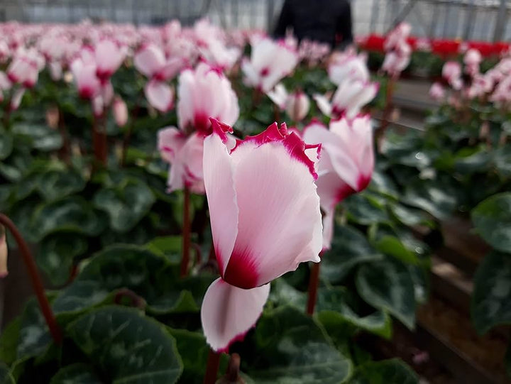 Red White Cyclamen Flower Seeds for Planting - 100