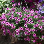 Surfinia Flower Seeds for Planting - NON GMO Seeds Dhara Seeds