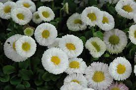 White Bellis Perennis Seeds for Planting - NON GMO Seeds Dhara Seeds