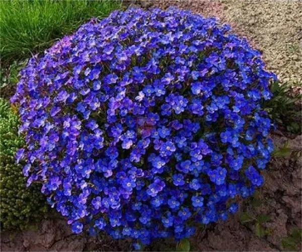 Blue Creeping Thyme Flower Seeds for Planting - NON GMO Seeds Dhara Seeds