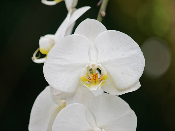 White Butterfly Orchid Seeds for Planting | Organic, Heirloom, Non-GMO Flower Seeds
