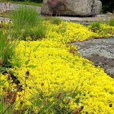 Heirloom Non-GMO Yellow Sedum Flower Seeds for Planting – Drought-Tolerant Ground Cover Blooms