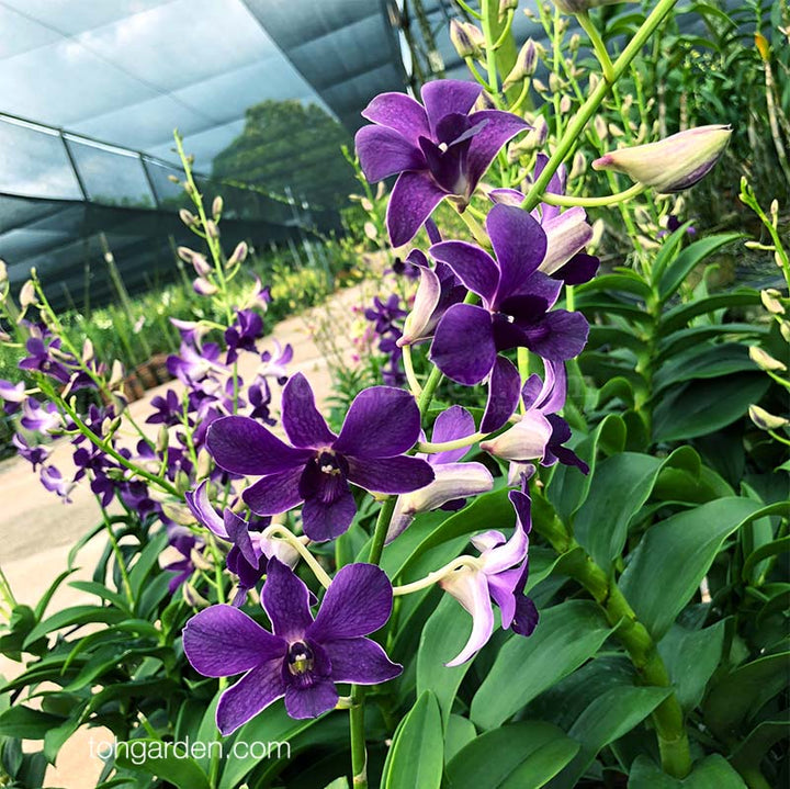 Dark Blue Dendrobium Flower Seeds for Planting - 100