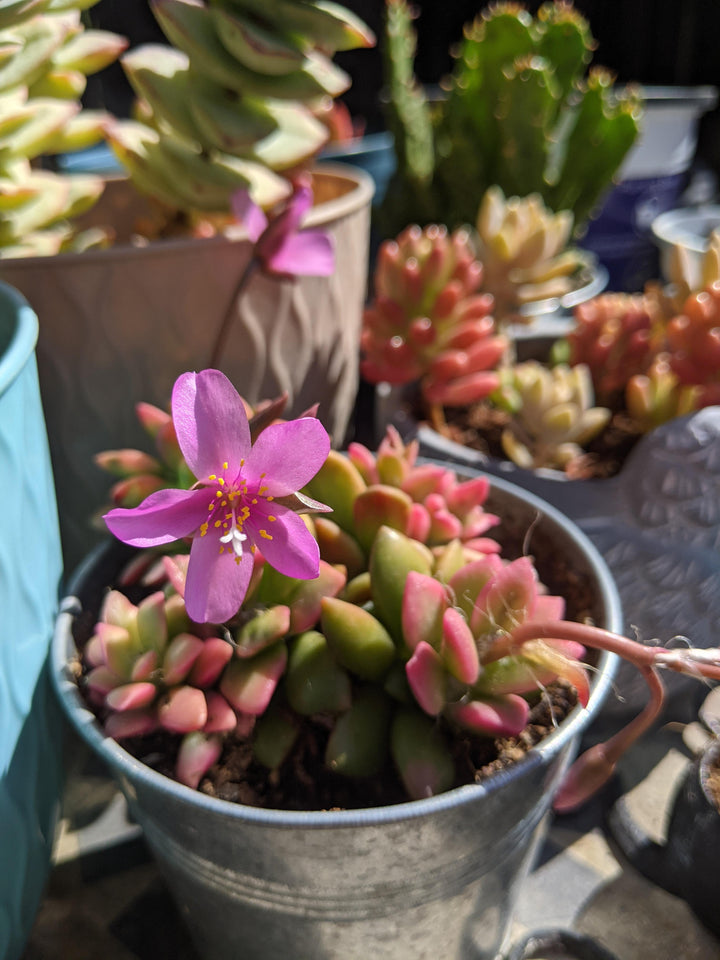 Pink Anacampseros Plant Seeds for Planting - 100