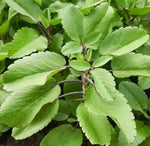 organic-medicinal-succulent-kalanchoe-pinnata-seeds

