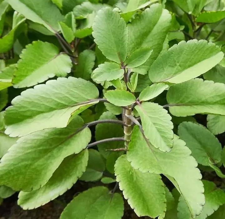 organic-medicinal-succulent-kalanchoe-pinnata-seeds

