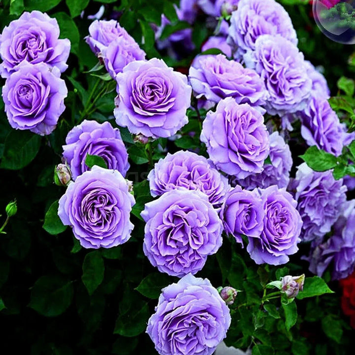 Climbing Roses Heirloom Non-GMO Seeds for Planting