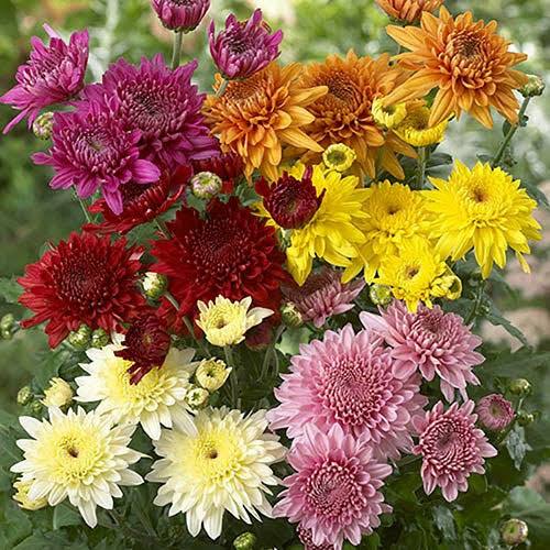 Chrysanthemum Seeds for Planting Dhara Seeds
