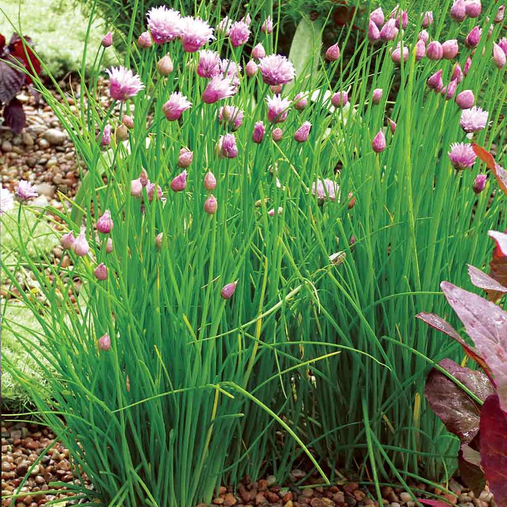 ProEasy Chives Seeds