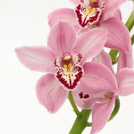 Pink Cymbidium Orchid Seeds - Heirloom Non-GMO Planting Seeds Dhara Seeds