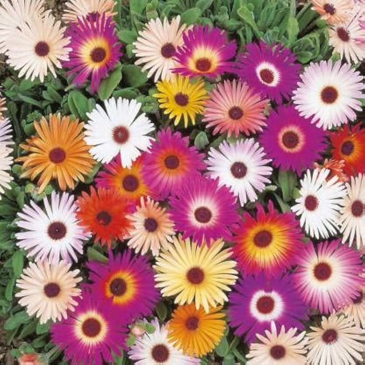 Ice Plant Mixed Flower Seeds for Planting – Organic, Heirloom, Non-GMO Seeds