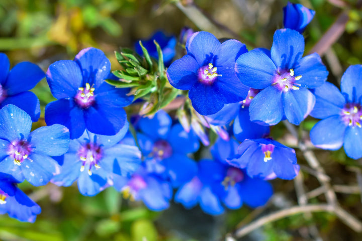 Organic Blue Pimpernel Anagallis Flower Seeds for Planting – Heirloom, Non-GMO