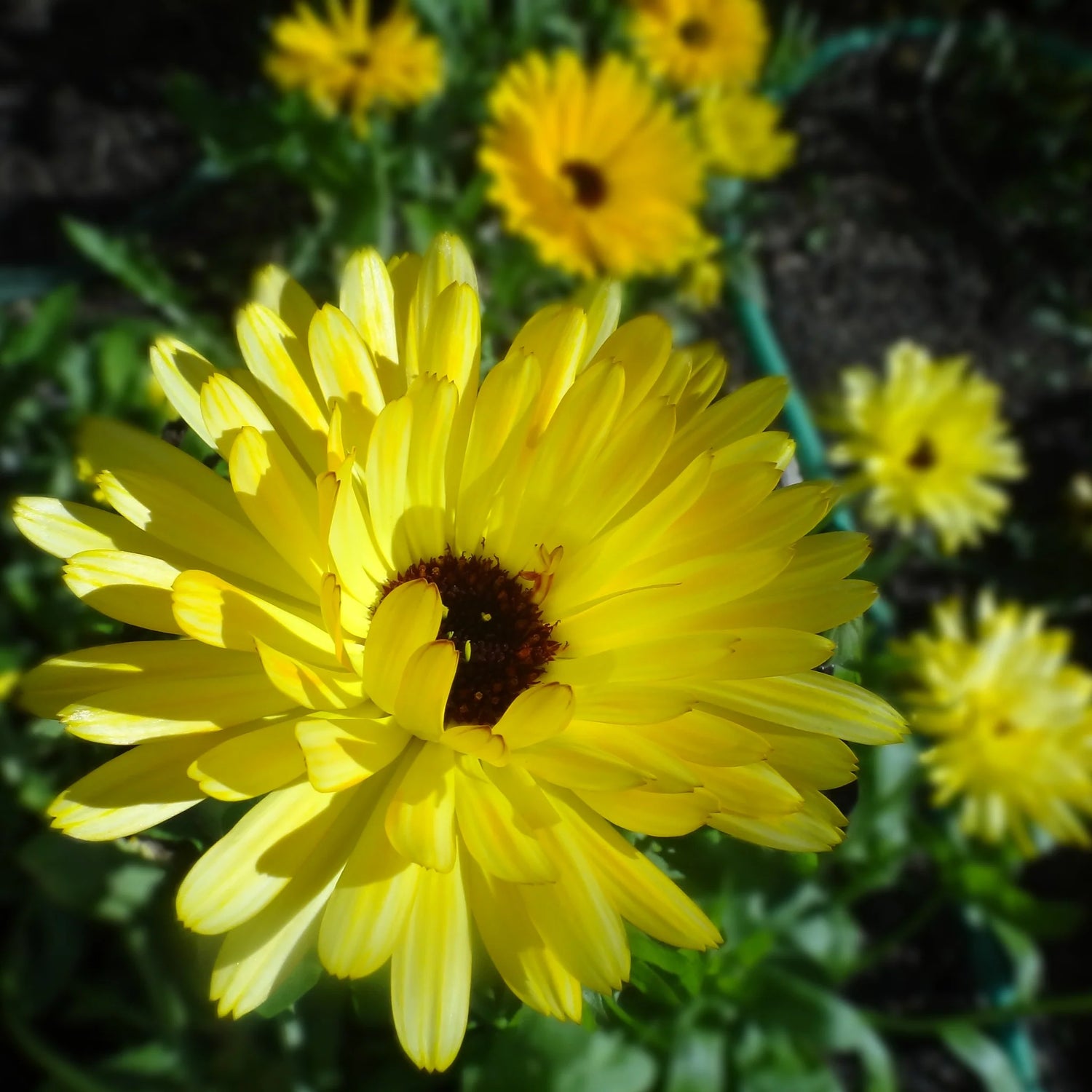 Calendula Seeds - Pacific Beauty Yellow