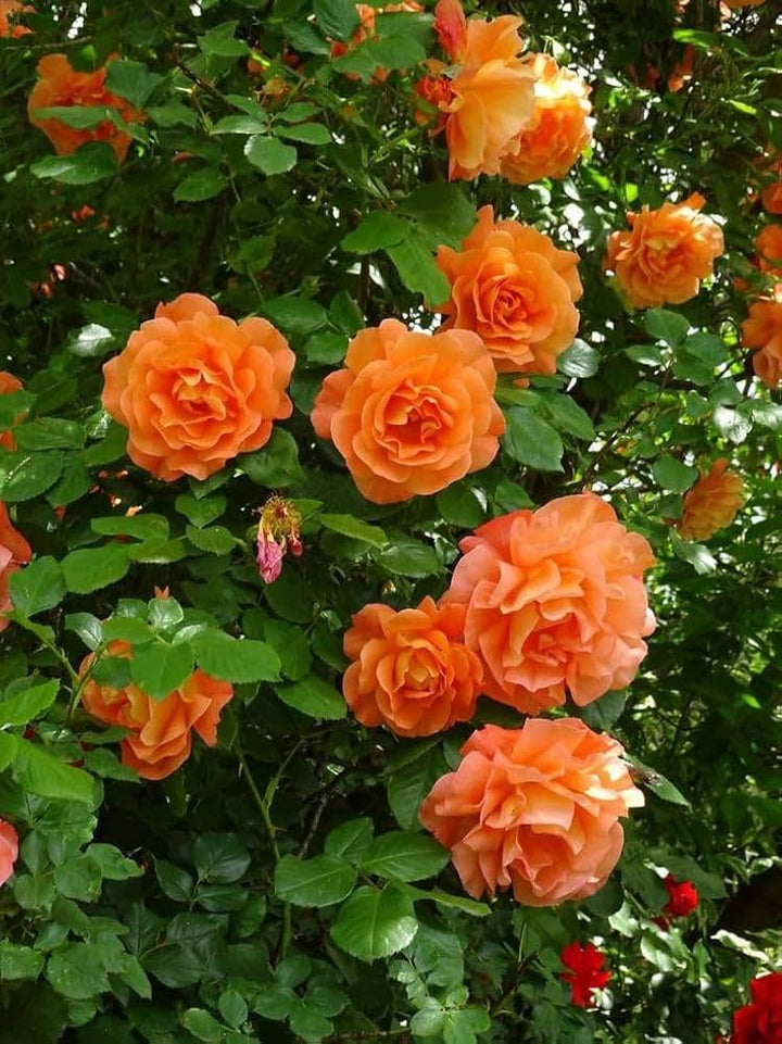 Dark Orange Rose Flower Plant Seeds Non-GMO Heirloom Garden Seeds for Planting and Growing