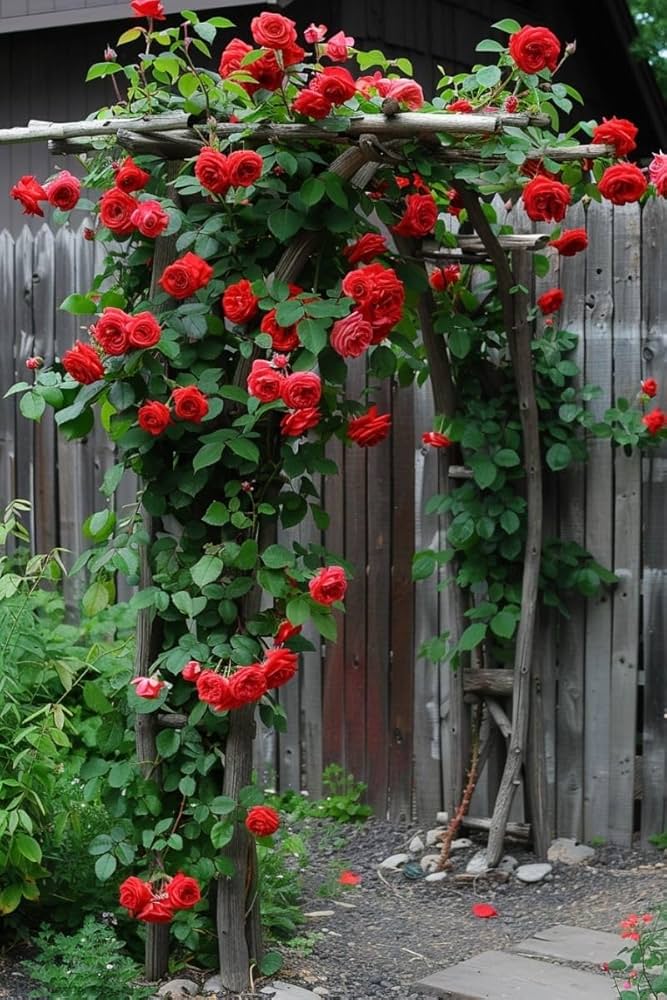 Dark Red Climbing Rose Plant Seeds for Planting Non-GMO Heirloom Garden Seeds for Growing