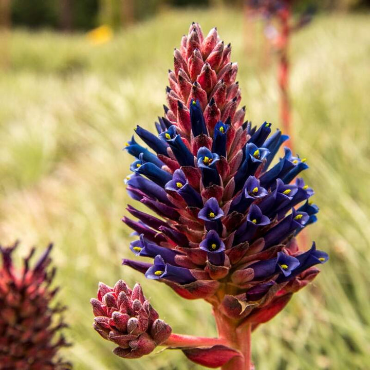 Heirloom Non-GMO Purple Puya Plant Seeds – Exotic Flower Seeds for Garden Planting