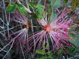 Pink Calliandra Eriophylla Plant Seeds for Planting - 100