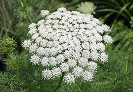 White Bishops Flower Seeds for Planting, 100