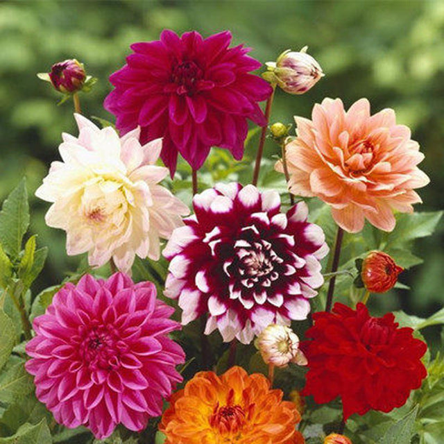 Mixed Color Flower Seeds for Planting - 100