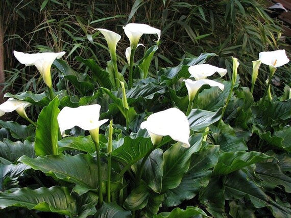 White Zantedeschia Aethiopica Flower Seeds for Planting - 100