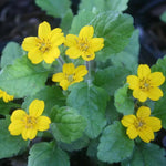 "non-gmo-chrysogonum-virginianum-yellow-flower-shade-garden"

