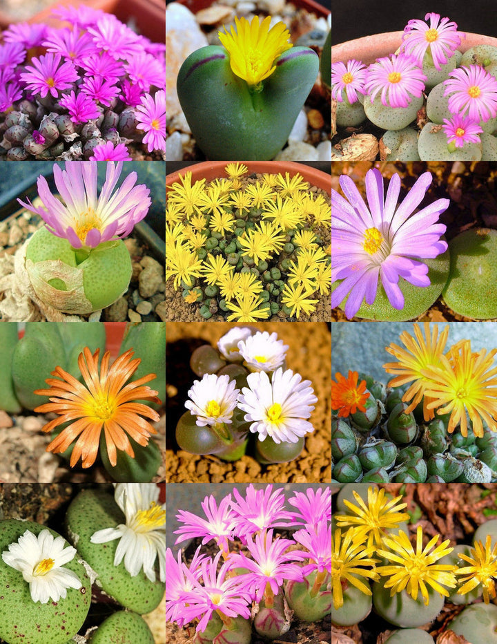 Mixed Conophytum Hammeri Plant Seeds for Planting, 100