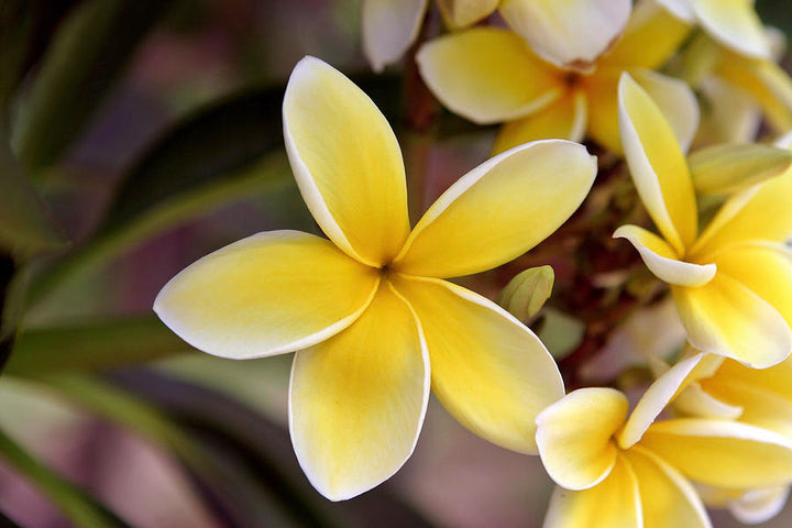Light Yellow Frangipani Flower Seeds – Heirloom Non-GMO Plumeria Seeds for Tropical Garden Blooms