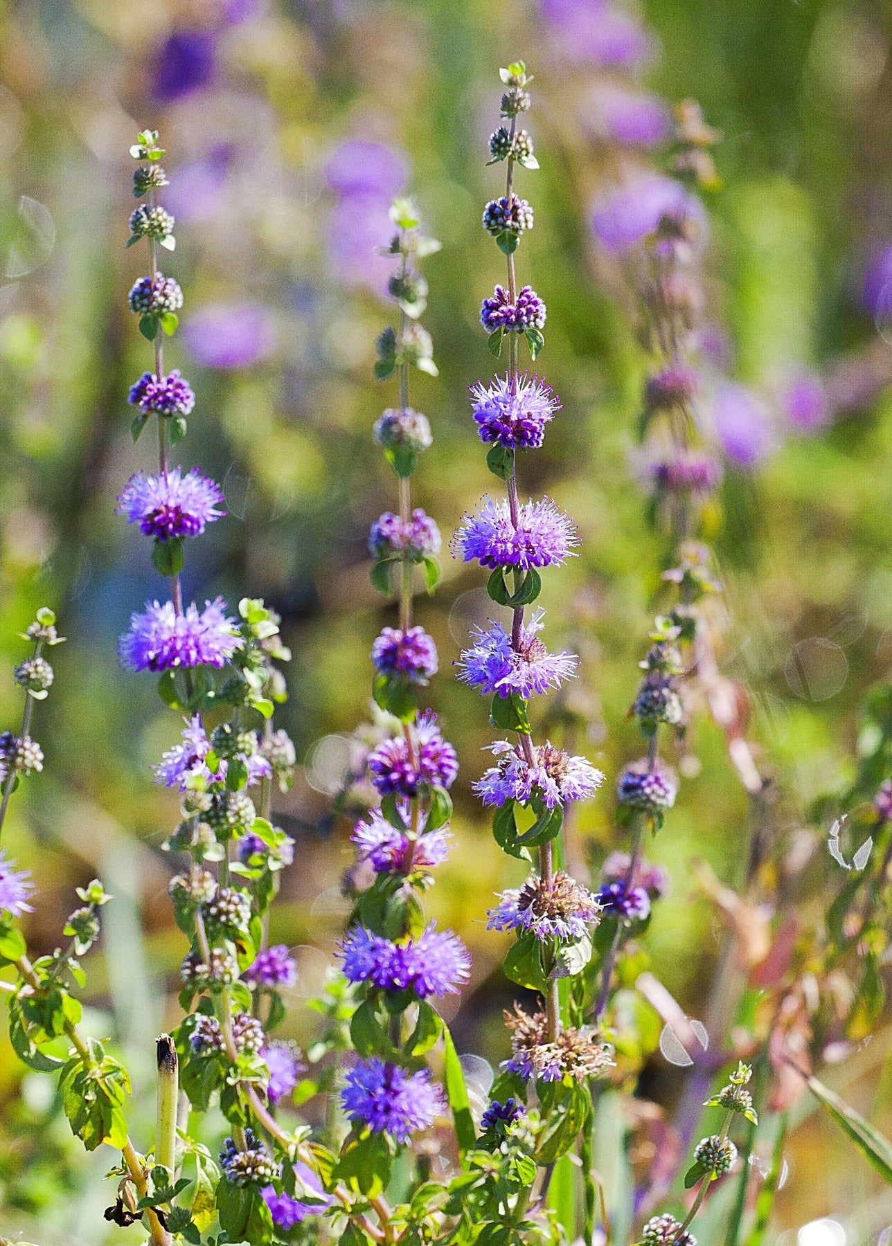 Herb Pennyroyal - Perennial