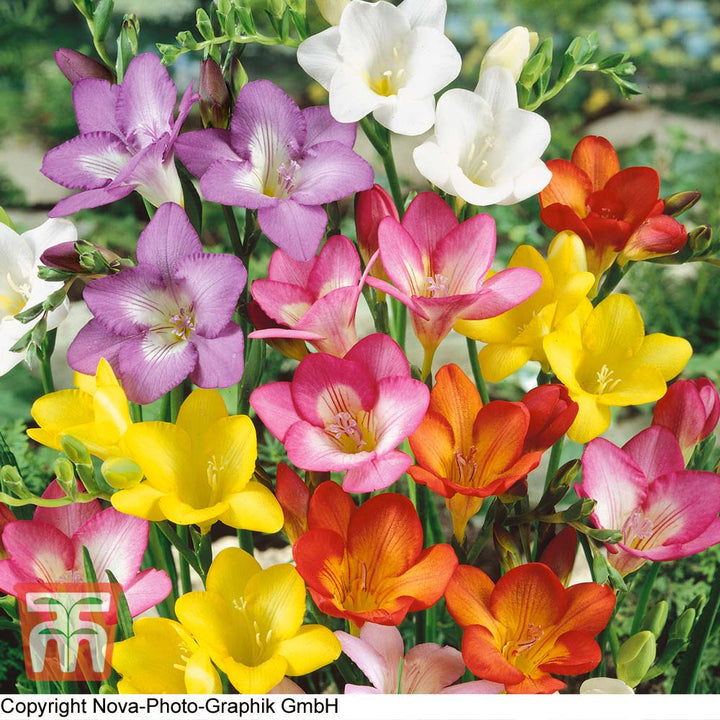 Mixed Freesias Flower Seeds for Planting- NON GMO Seeds