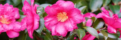 Organic Heirloom Pink Yellow Camellia Flower Seeds – Non-GMO Elegant Shrub Seeds for Planting