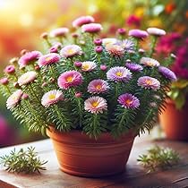 Rainbow Aster Perennial Flower Seeds for Home & Garden