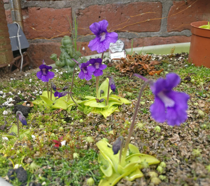 Blue Pinguicula Grandiflora Plant Seeds for Planting - 100