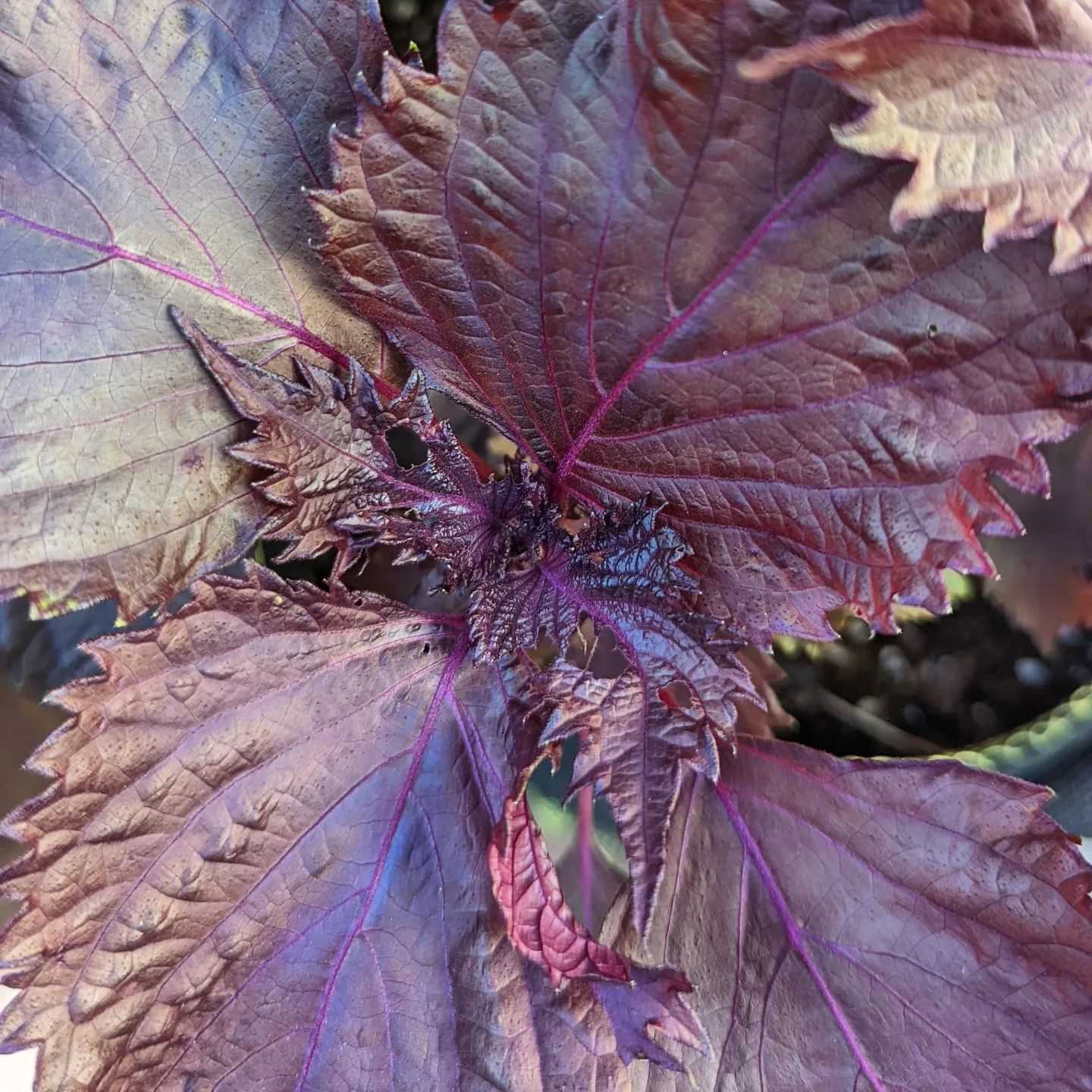 Purple Frutescens Perilla Plant Seeds - Grow Versatile Herb for Culinary Use