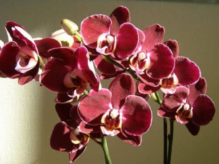 Maroon White Phalaenopsis Orchid Flower Seeds – Heirloom, Non-GMO Seeds for Planting