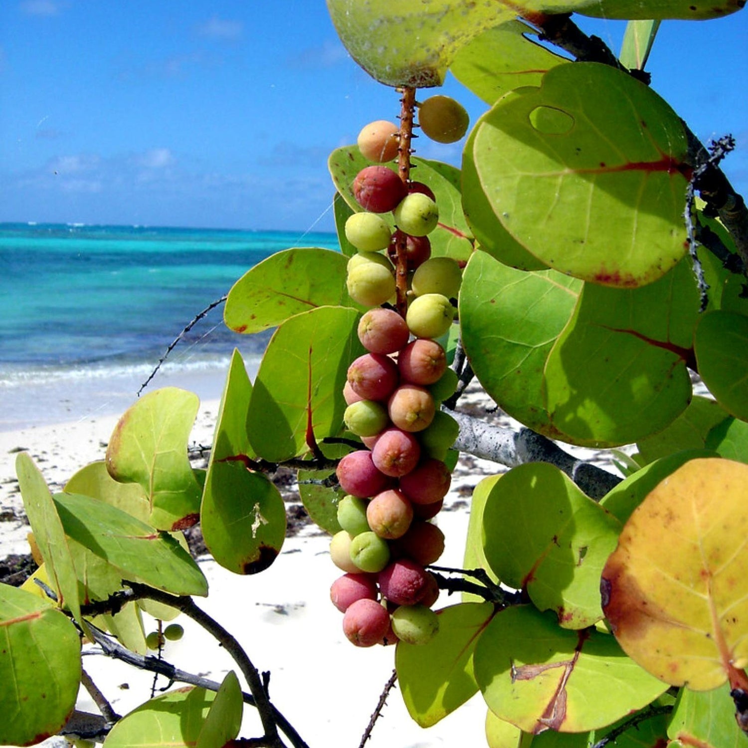Seagrapes Fruit Seeds for Growing Unique and Exotic Coastal Fruits