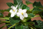 White Saintpaulia Seeds for Planting - 100 Dhara Seeds