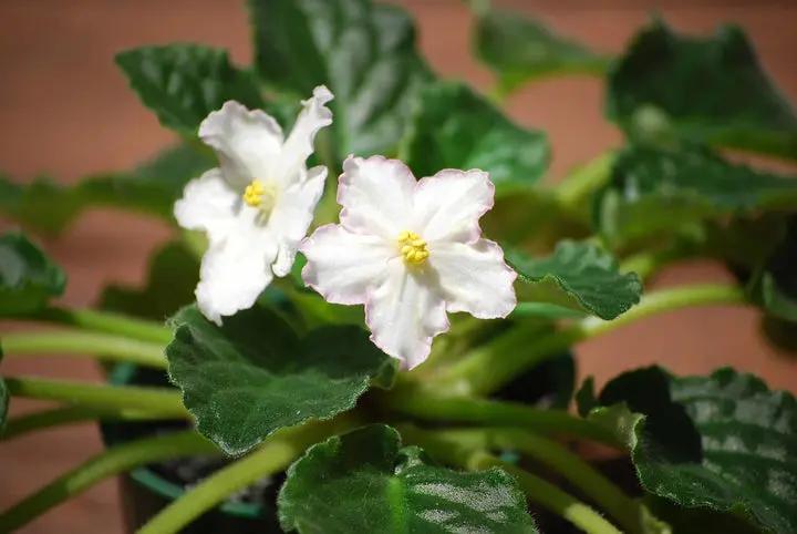 White Saintpaulia Seeds for Planting - 100 Dhara Seeds