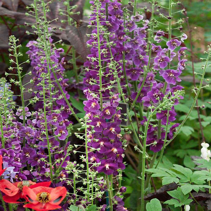 Mixed Verbascum Flower Seeds for Planting, 100