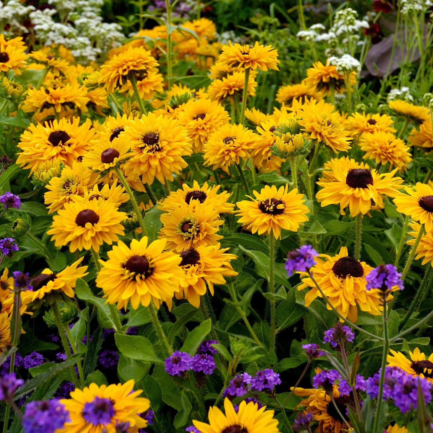 Dynamic Duo - Echinacea & Black Eyed Susan Mix