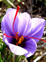 Heirloom Non-GMO Light Pink Crocus Flower Seeds for Planting – Early Spring Blooming Garden Beauties Dhara Seeds