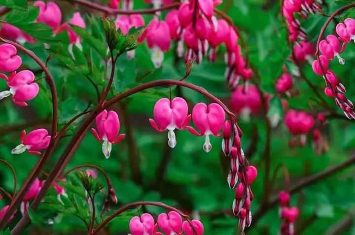 Pink Bleeding Hearts Flower Seeds for Planting - NON GMO Seeds Dhara Seeds